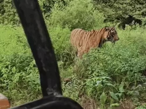 टूरिस्ट्स के 1 फीट दूर से निकला टाइगर, सांसें थमीं; 40 मीटर के दायरे में दिखे एसटी-19 के दो शावक