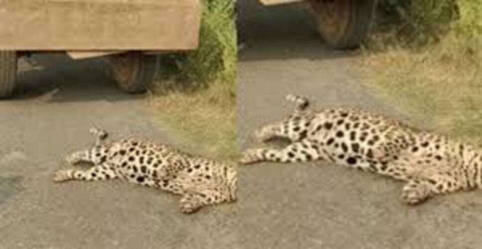 डूंगरपुर में लेपर्ड की दस्तक से दहशत, कोकापुर-चारवाड़ा रोड क्षेत्र में अलर्ट