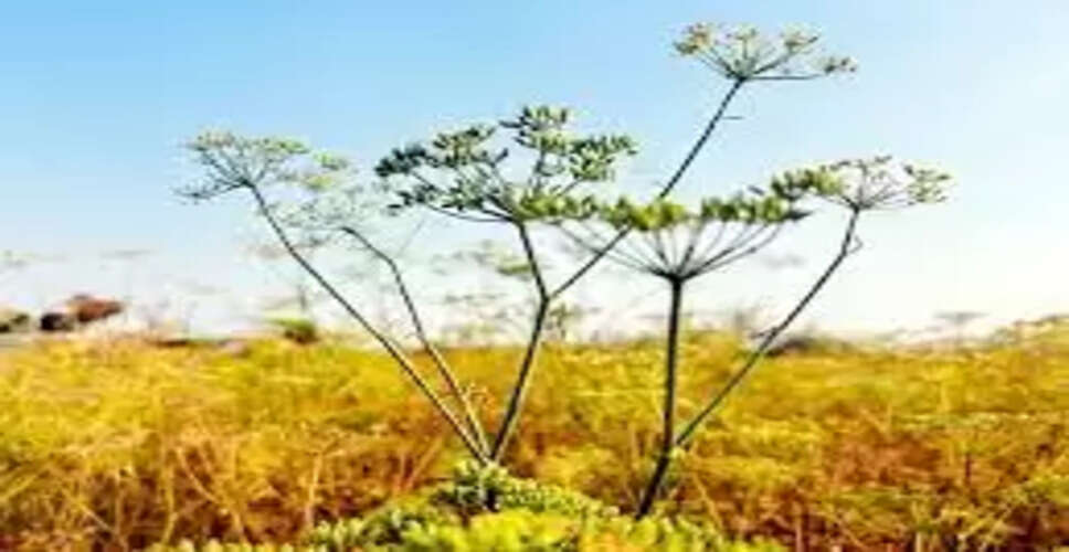 Churu&nbsp;खारे पानी वाला चूरू सौंफ उत्पादन का हब बन सकता है