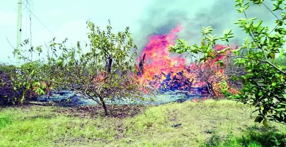 Sawaimadhopur&nbsp;में अमरूद के बागों में लगी भीषण आग, 11 सौ पौधे जलकर राख