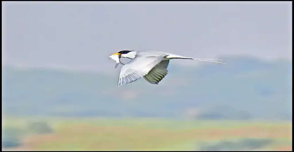 धौलपुर में चंबल नदी का जलस्तर घटा, मछुआरों के लिए आसान हुई मछली पकड़ना