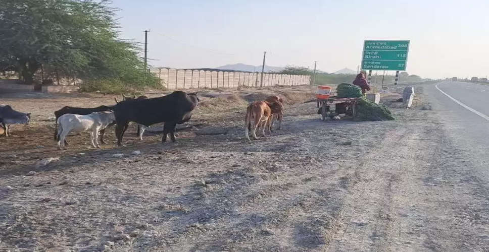 Pali नगर परिषद की लापवाही ने लील ली गायों की जान