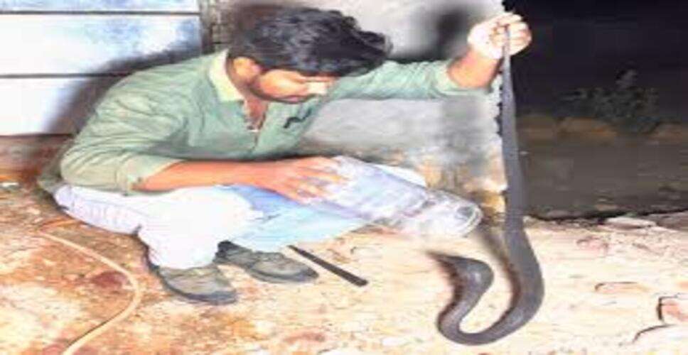 जैसलमेर के मुलाना गांव में घर के बाहर निकला विशालकाय कोबरा, स्नेक कैचर ने संभाला मोर्चा