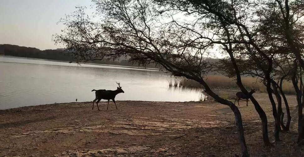 Sawaimadhopur&nbsp;बाघों की चित्रकारी व जंगल की प्राकृतिक छटा से और बढ़ गई खेरदा के मोक्ष धाम की सुंदरता