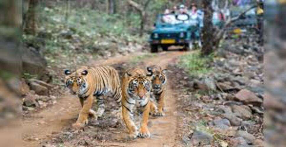 रणथंभौर टाइगर रिजर्व में कर्मचारियों के तबादले, वन्यजीव सुरक्षा को और मजबूत करने की पहल