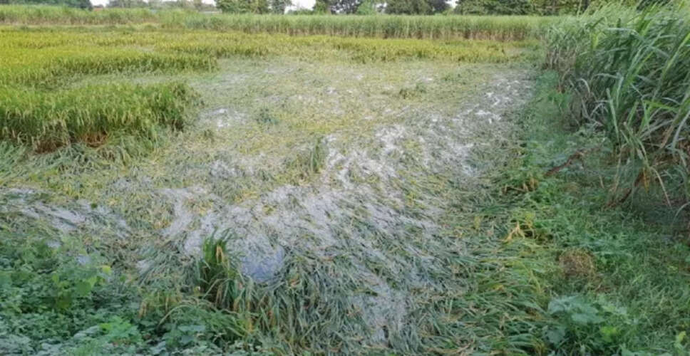 Karoli&nbsp;बारिश फेर रही किसानों के अरमानों पर पानी, फसल खराब&nbsp;